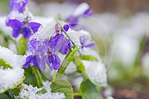 First spring violets flowers under snow