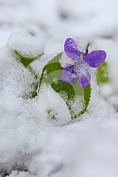 First spring violets flowers under snow