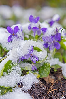 First spring violets flowers under snow