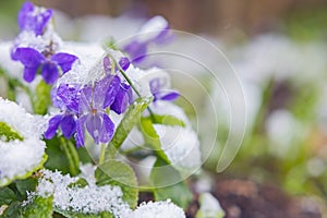 First spring violets flowers under snow
