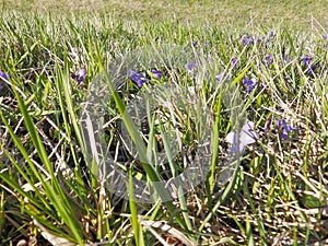 Violets hide in the grass