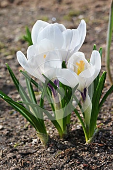 The first spring white  crocuses bloomed in a forest glade