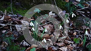 First spring white flowers. snowdrop group blooming at forest. Gentle meadow