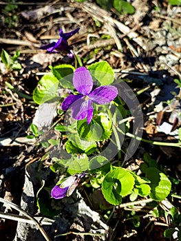 First of the spring wildflowers sweet violet Viola odorata in the forest