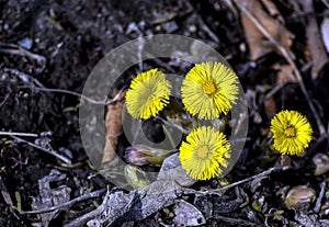 First spring yellow flowers mother and stepmother plants with the Latin name Tussilago farfara