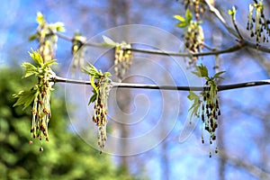 first spring young gentle leaves, buds and branches against blue sky. Selective focus