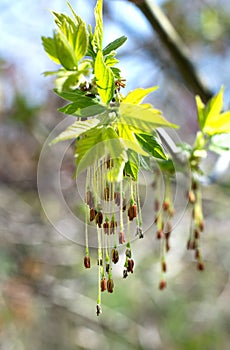 first spring young gentle leaves, buds and branches. Close up, selective focus