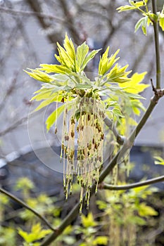 first spring young gentle leaves, buds and branches. Close up, selective focus