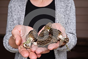 The first spring young morel mushrooms in women's palms. Close up