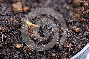 The first sprout of lychee from the wet ground in a pot.