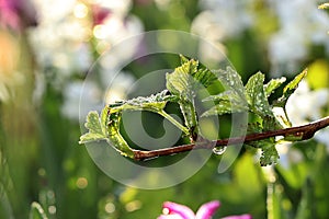 The first sprouts of raspberry in the spring with drops on the bokeh background,