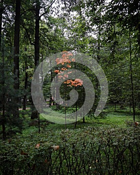 First steps of autumn