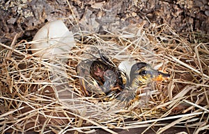 First steps of a duckling