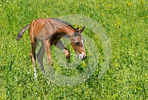 First steps of newborn foal