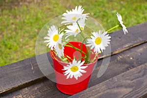 The first summer daisies. Beautiful bunch of spring flowers in red bucket