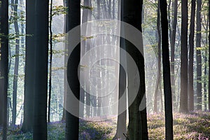 First sun light in a spring beech forest