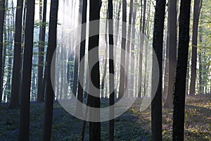 First sun light in a spring beech forest covered with bluebells