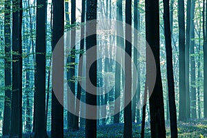 First sun light in a spring beech forest