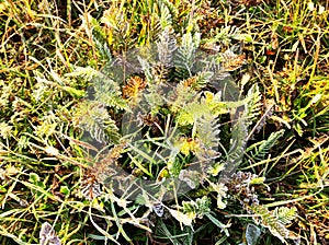 First sunbeams of day melting ice of rime covered fresh grass leaf plants