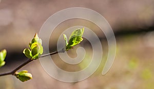 The first tender spring leaves, buds and branches close-up