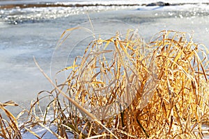 First thin ice on river or lake and dry yellow grass on shore, abstract winter natural background nature late autumn or early