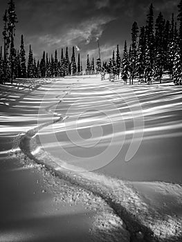 First Tracks - Black and White