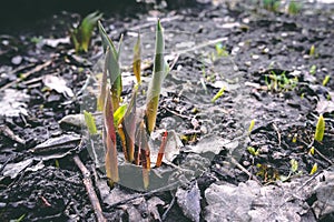First tulip sprouts in early spring coming through soil and autumn leaves in the garden