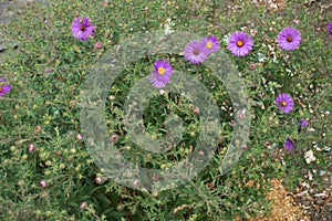 First violet flowers of Symphyotrichum dumosum