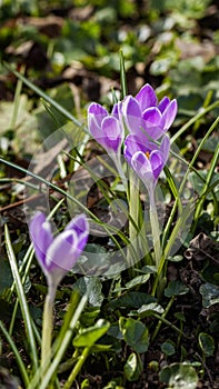 First violet spring crocus, wild flowers. Saffron in forest