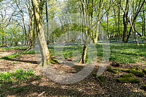 Bluebells in Bluebell wood with sunlight casting shadows through trees