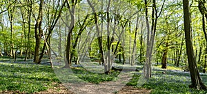 Bluebells in Bluebell wood with sunlight casting shadows through trees