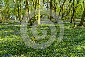 First week of Bluebells in Bluebell wood springtime in Hertfordshire