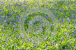 First week of Bluebells in Bluebell wood springtime in Hertfordshire