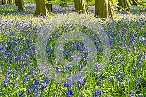 First week of Bluebells in Bluebell wood springtime in Hertfordshire April 2020