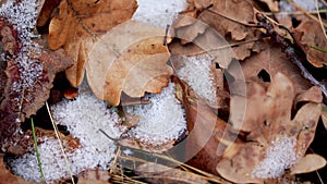 First white snowflakes on oak tree. Dry oak leaves in autumn.