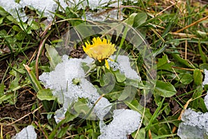 First wild dandelion covered with snow. Late snow in March