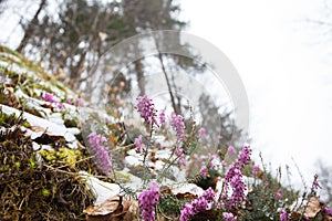 First wild flowers covered with snow. Late snow in March