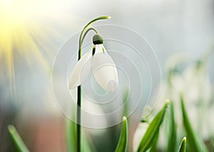 First wild spring snowdrops with soft focus, perfect for postcar