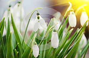 First wild spring snowdrops with soft focus, perfect for postcar