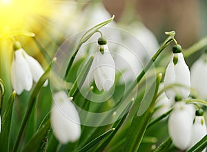 First wild spring snowdrops with soft focus, perfect for postcar