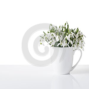 First wild white snowdrop flowers Galanthus nivalis in cup isolated