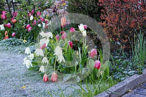 The first winter frost bends the tulips over