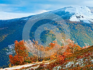 First winter snow and autumn colourful foliage on mountain