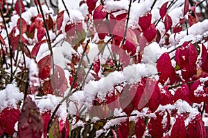 First winter snow on bushes with red leaves