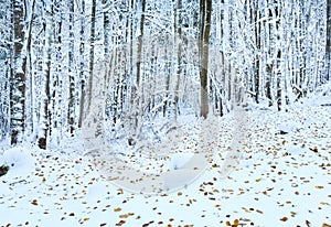 First winter snow and last autumn leafs in forest