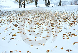 First winter snow and last autumn leafs in forest