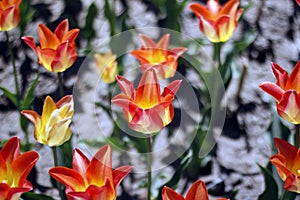Tulips amazing spring flowers. Orange tulips flowers of love photo