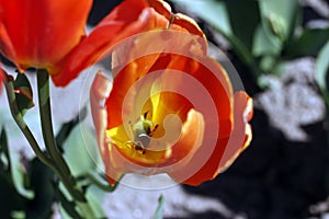 Tulips amazing spring flowers. Orange tulips flowers of love photo