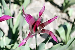 Tulips amazing spring flowers. Purple tulips flowers of love photo