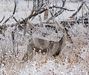 First year Mule Deer fawn